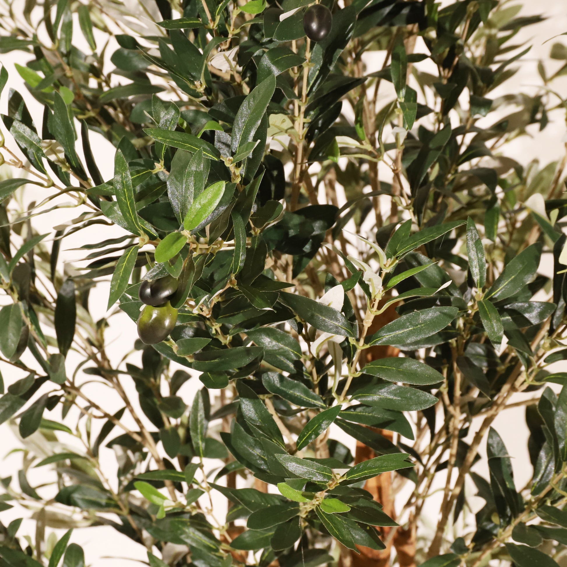 Olivo Rústico 180cm