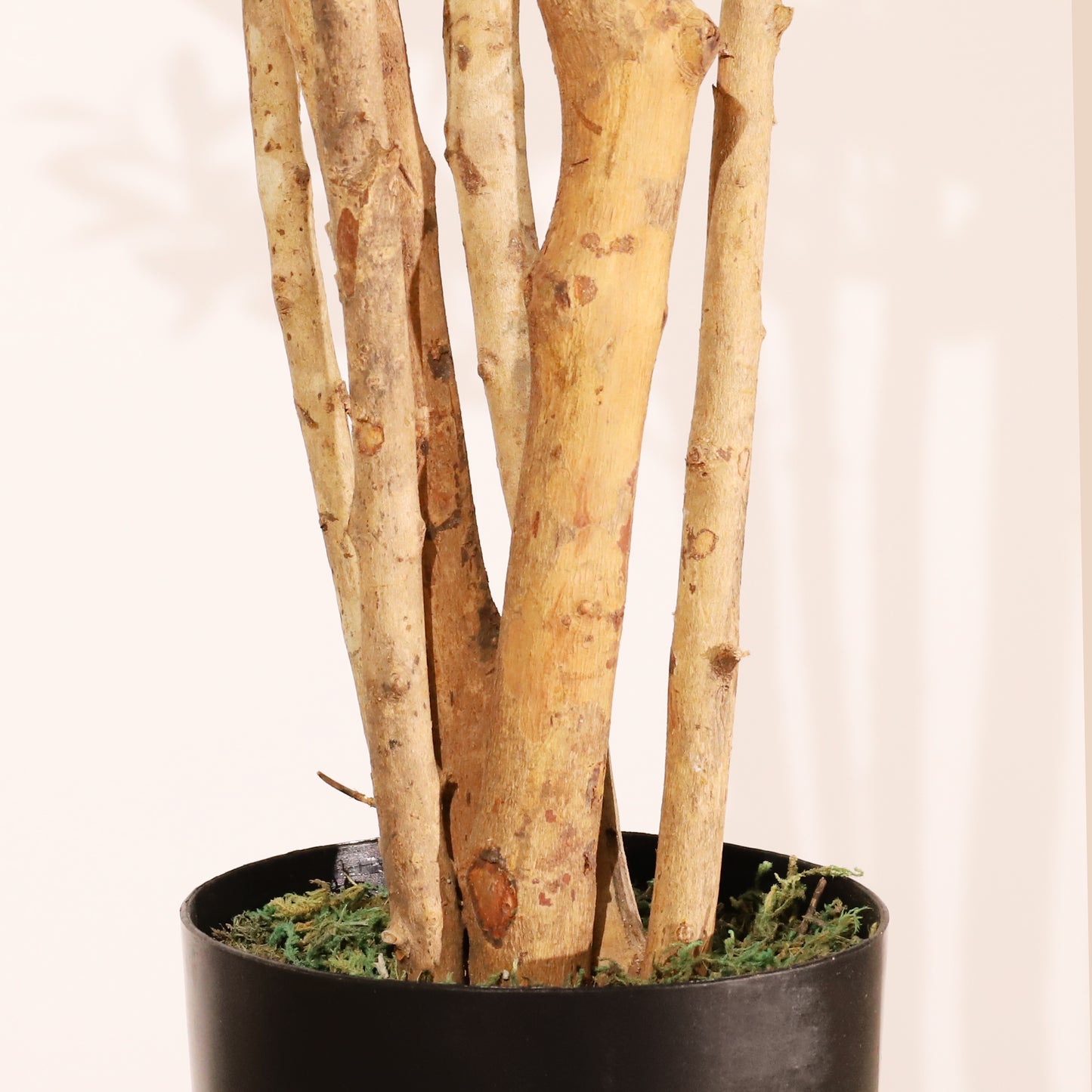 Olivo Rústico 180cm