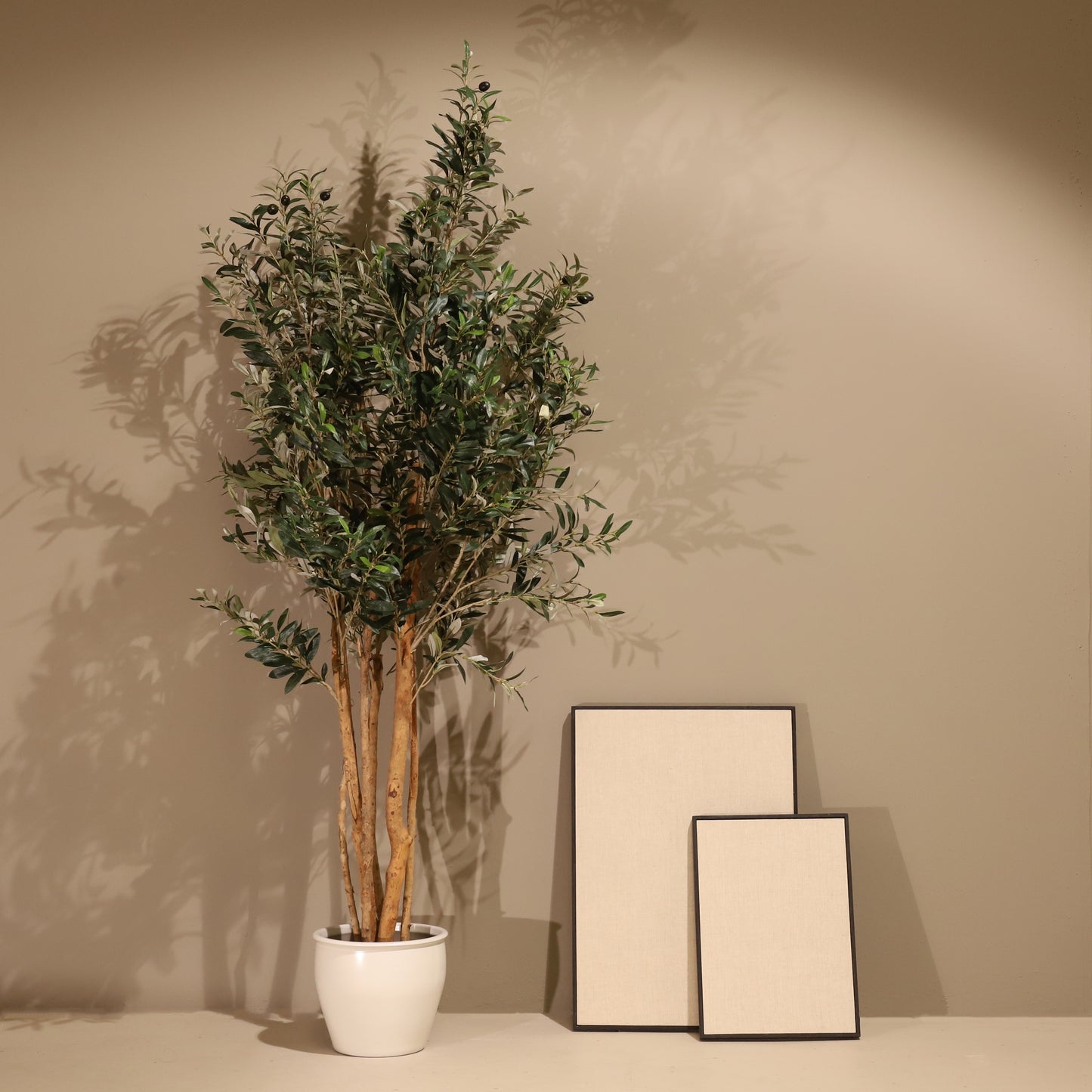 Olivo Rústico 180cm