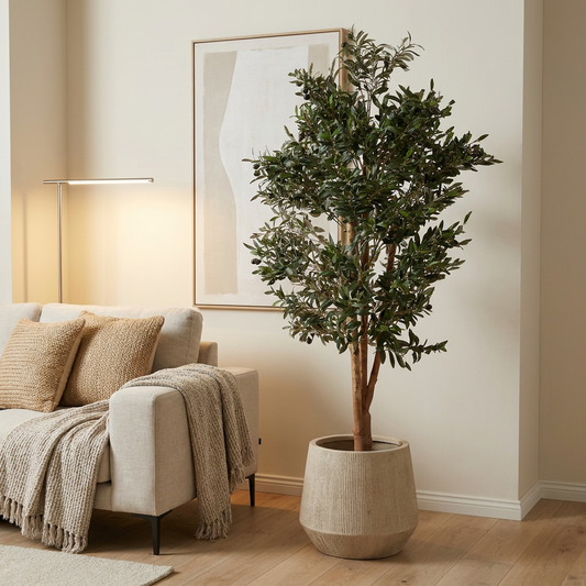 Olivo Mediterráneo 150cm