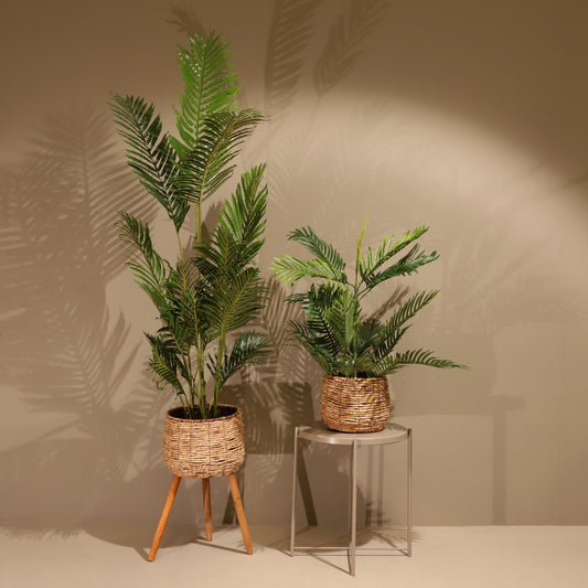 Palmera Areca 180cm
