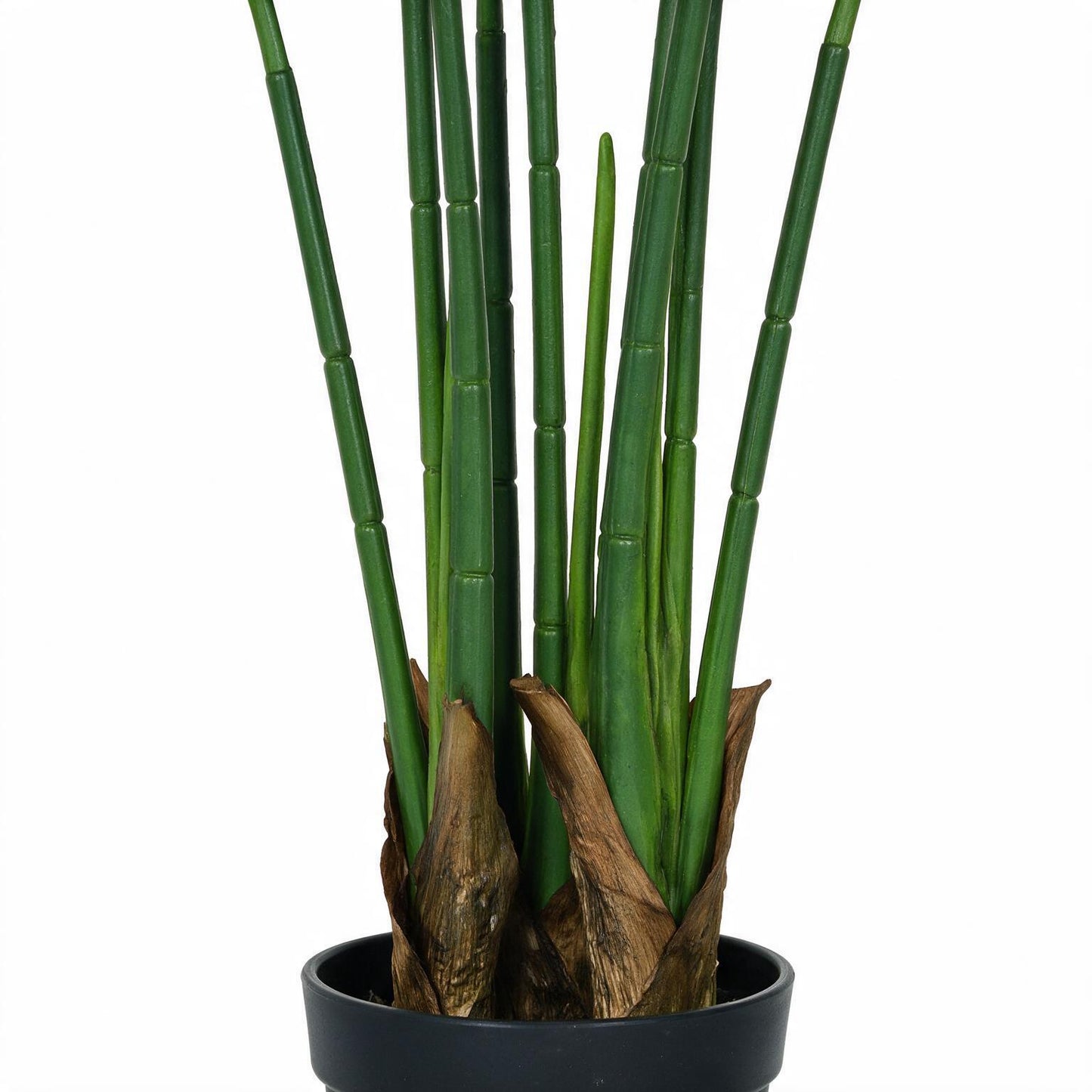 Ravenala 120 cm