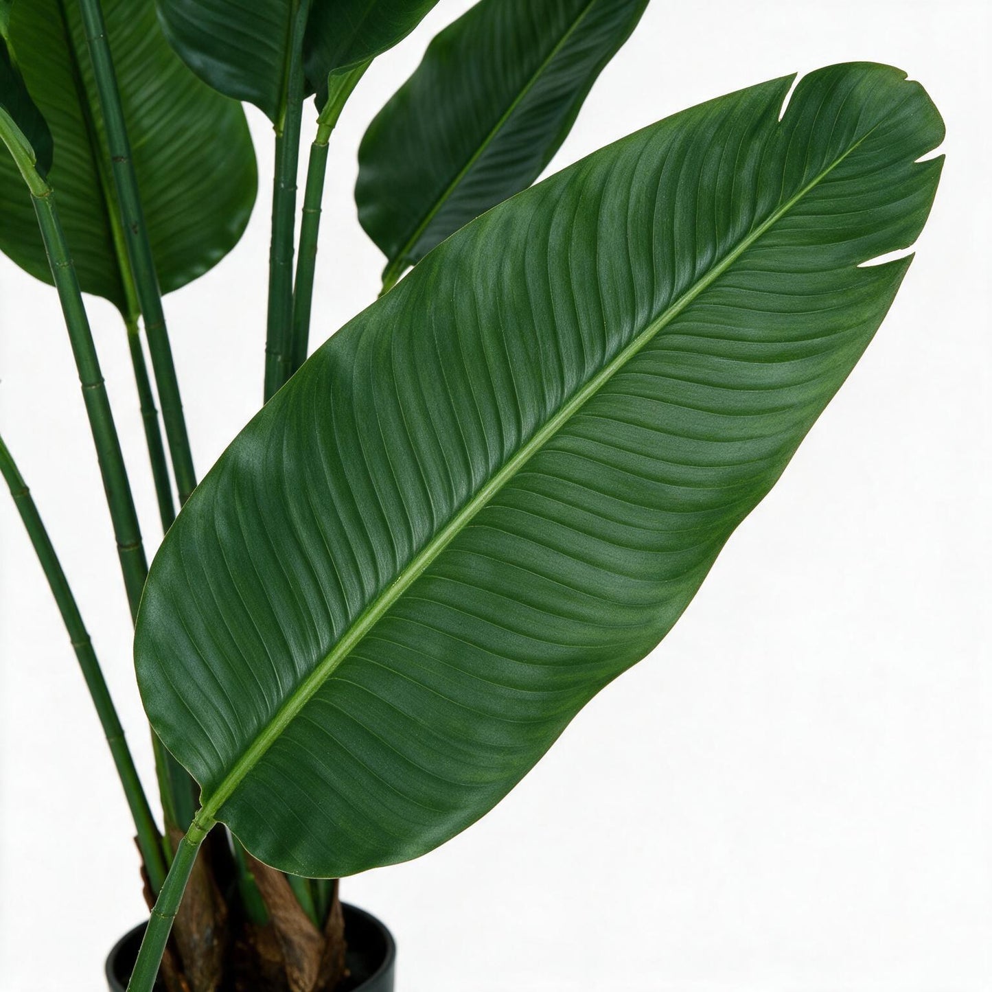 Ravenala 120 cm
