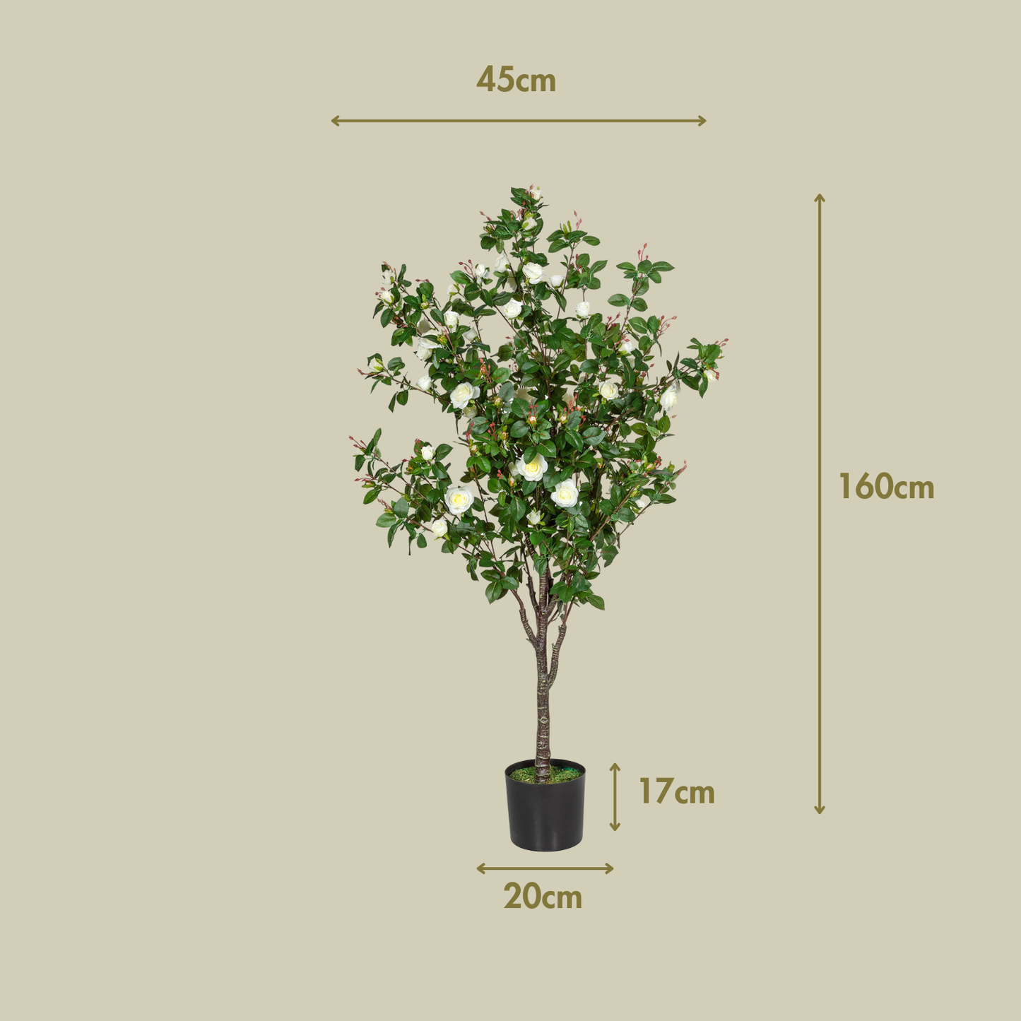 Rosal blanco 160 cm