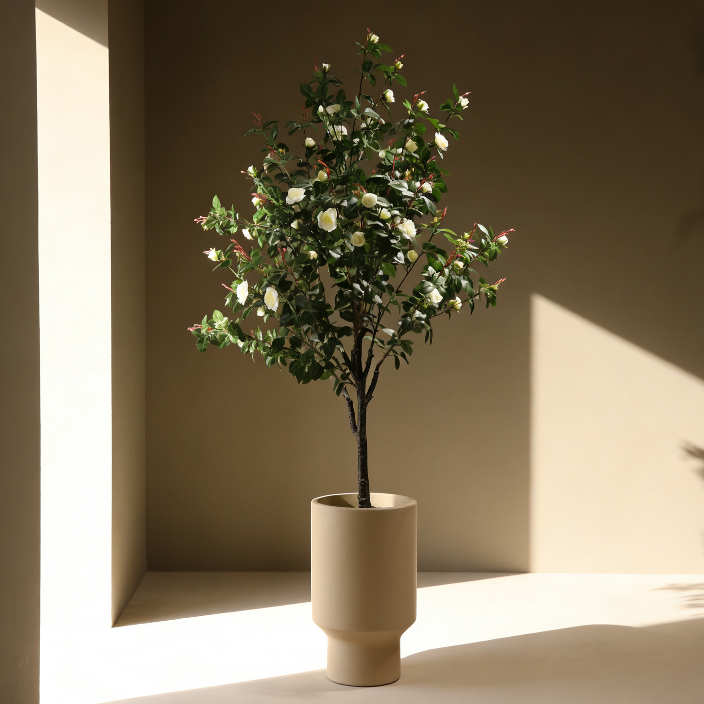 Rosal blanco 160 cm