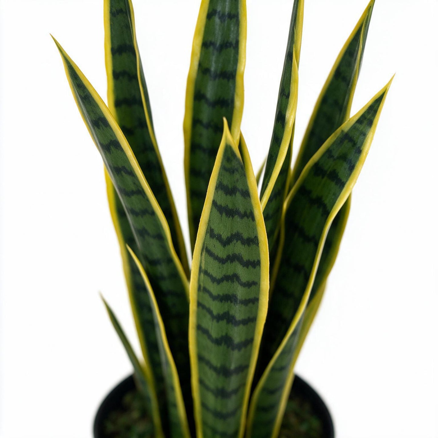 Sanseviera 60 cm