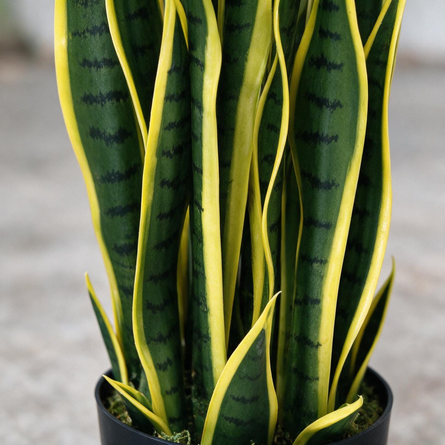 Sanseviera 60 cm