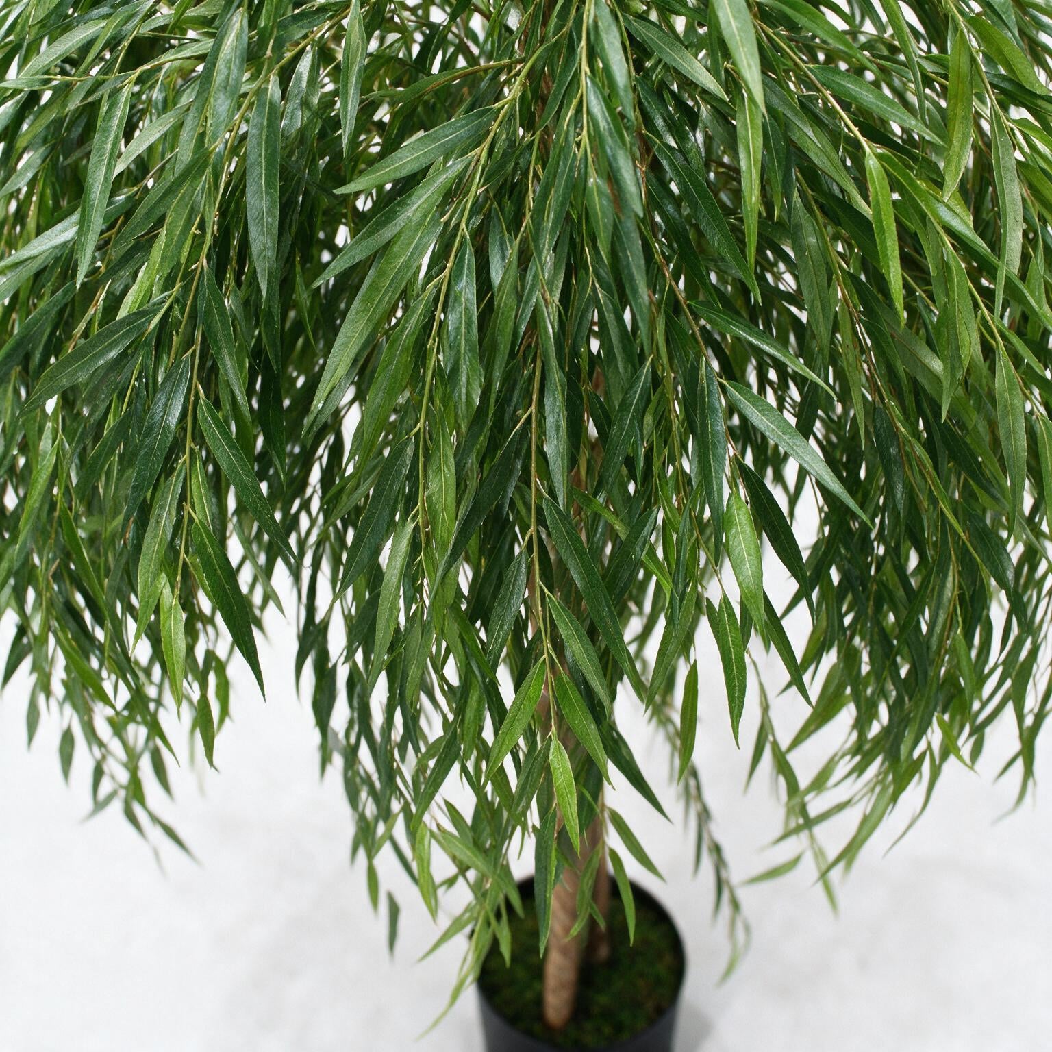 Sauce llorón 200 cm