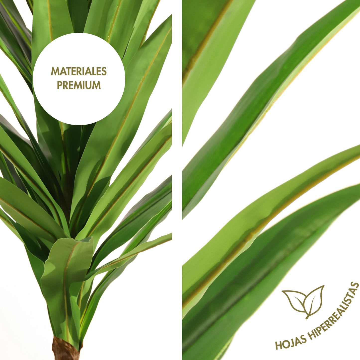Yuca 160 cm