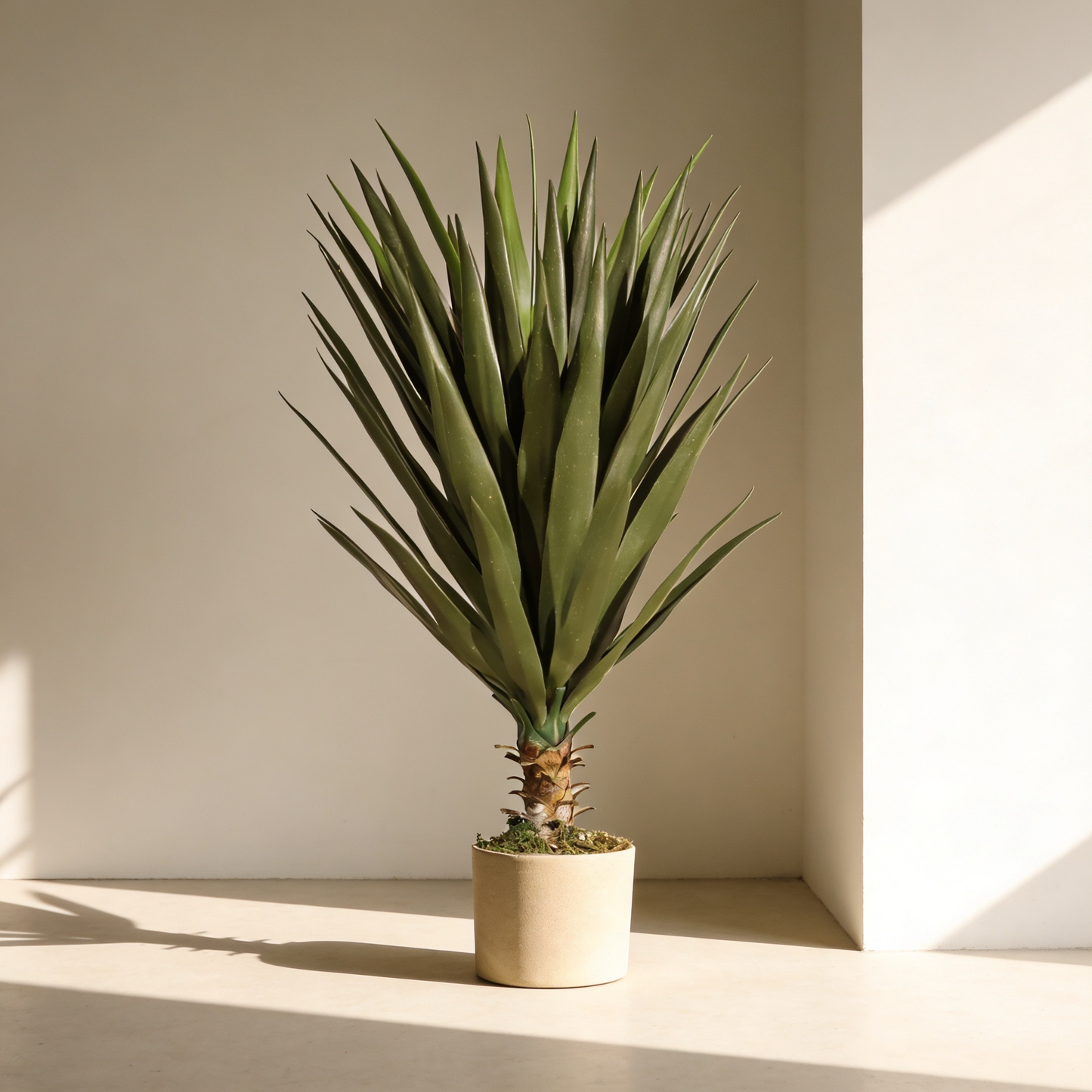 Yuca 80cm