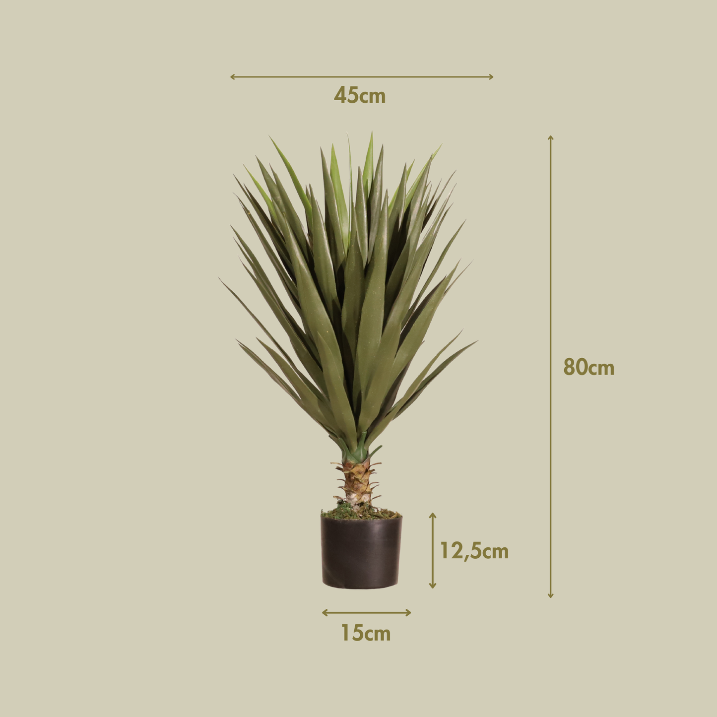 Yuca 80cm