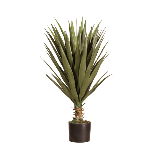 Yuca 80cm