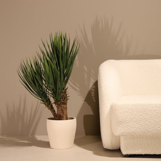 Yuca premium 80 cm