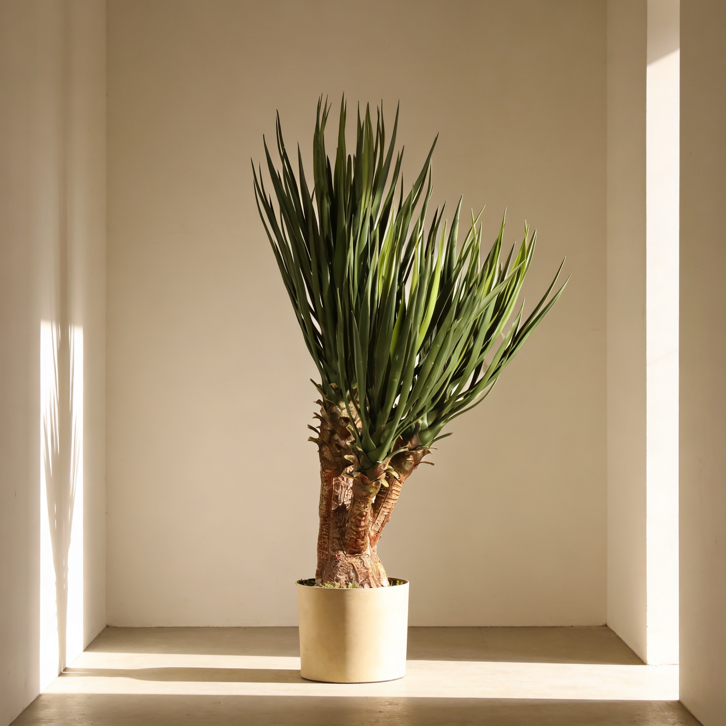 Yuca premium 80 cm